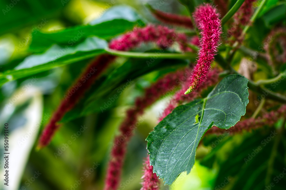 Bright pink flower that has a fern appearance in focus, Toronto, ON, Canada Bright pink flower that has a fern appearance in focus, Toronto, ON, Canada