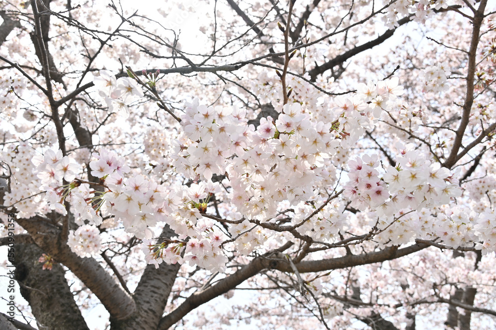 満開の桜