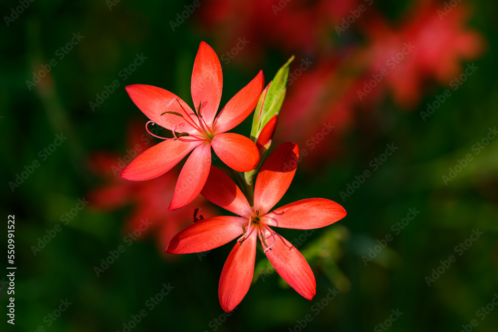 Vibrant red flowers of Crimson Flag Lily, Schizostylis Coccinea, highlighted by the sun in a fall garden, as a nature background
Vibrant red flowers of Crimson Flag Lily, Schizostylis Coccinea, highlighted by the sun in a fall garden, as a nature background