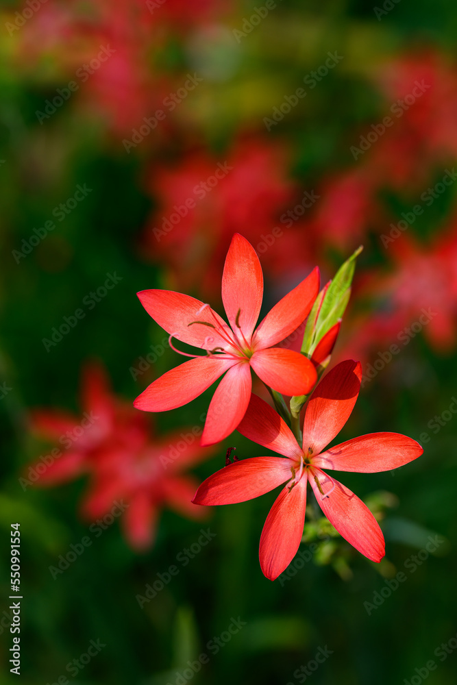 Vibrant red flowers of Crimson Flag Lily, Schizostylis Coccinea, highlighted by the sun in a