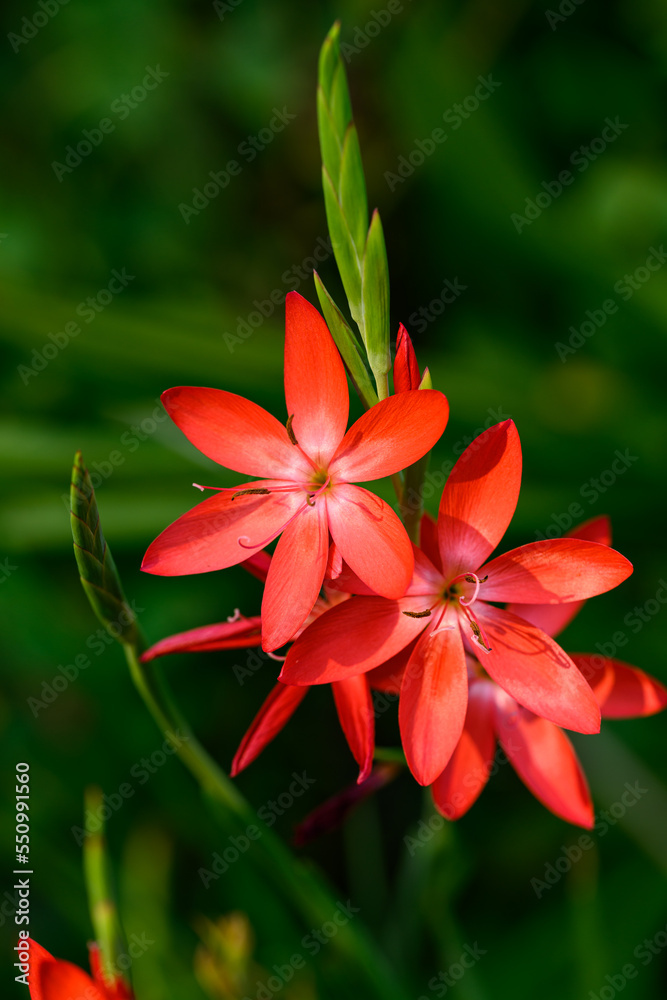 Vibrant red flowers of Crimson Flag Lily, Schizostylis Coccinea, highlighted by the sun in a