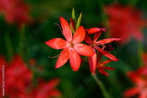 Vibrant red flowers of Crimson Flag Lily, Schizostylis Coccinea, highlighted by the sun in a fall garden, as a nature background
 photo