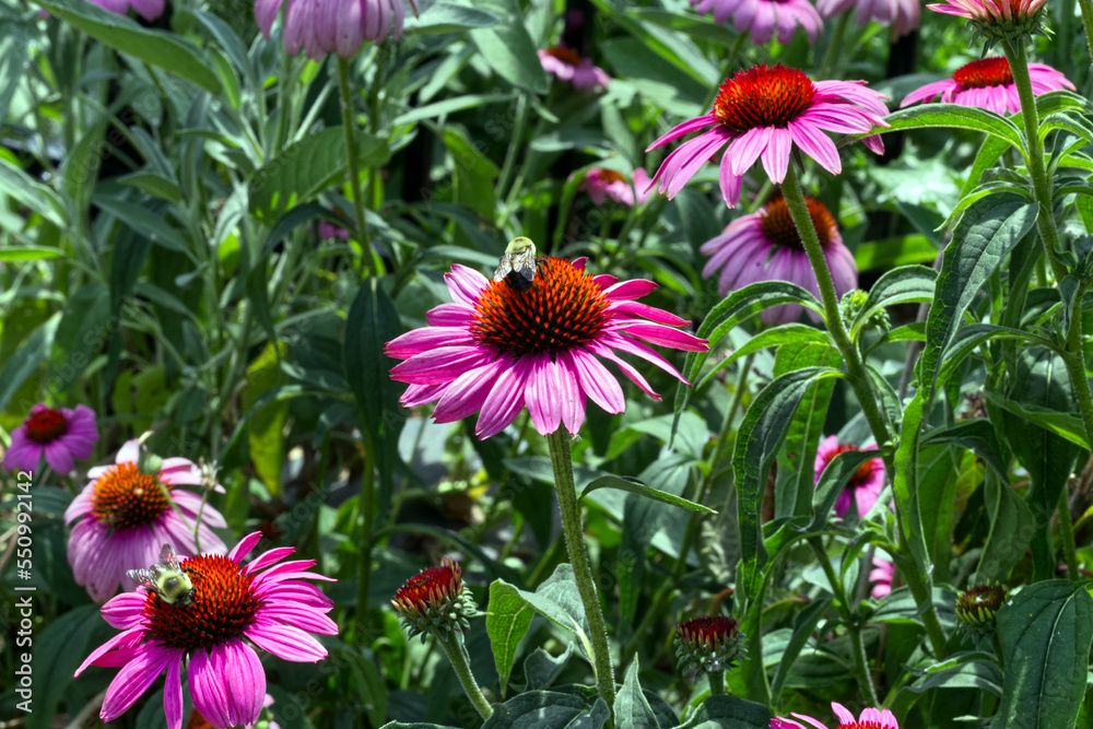 Fototapeta premium Busy bees on the bright flowers, Toronto, ON, Canada