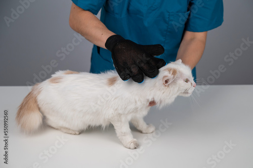 The veterinarian combs out a white fluffy cat with a special glove. 