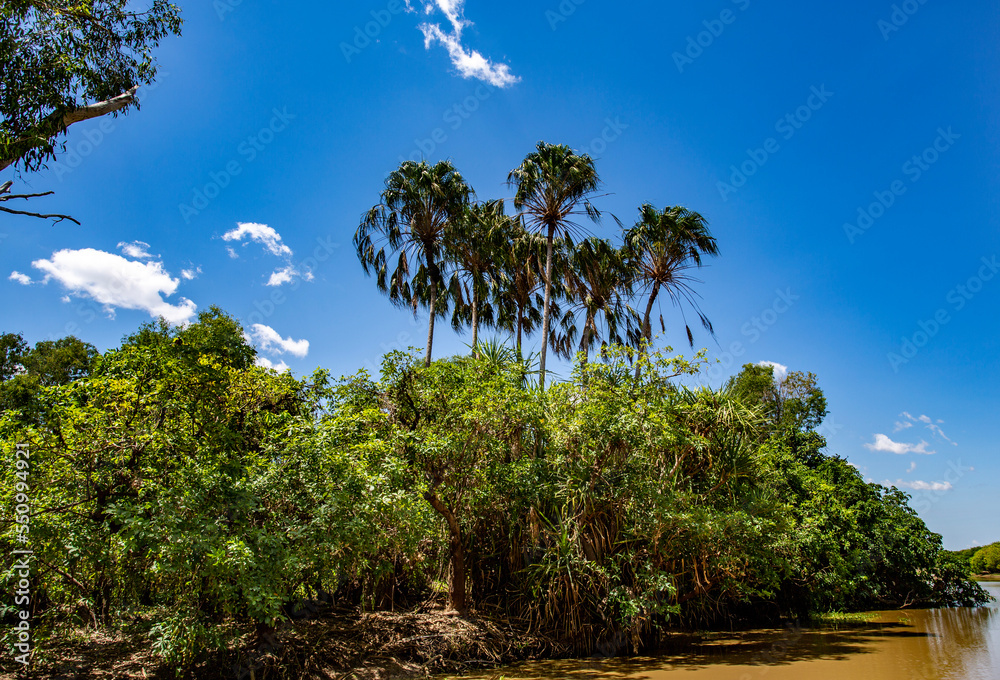 Fototapeta premium Kakadu Banks of the South Alligator River
