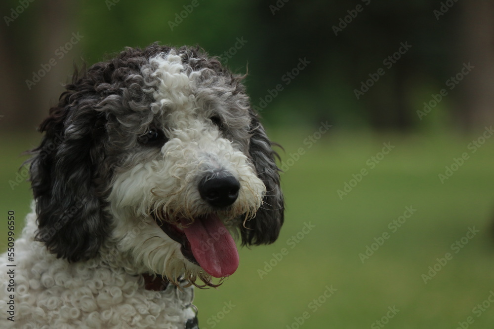 Fototapeta premium portrait of a doodle