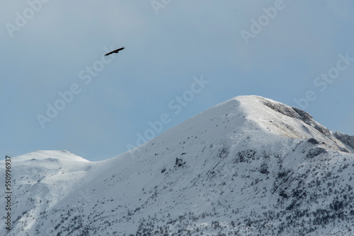 Vulture flying over the snowy mountains on sunny winter day. Caucasus, Russia.