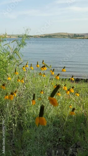 Yellow flowers swaying gently to the breeze on the shore of lake, steady vertical footage