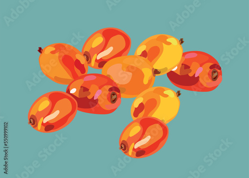  plum peruvian fruit illustration