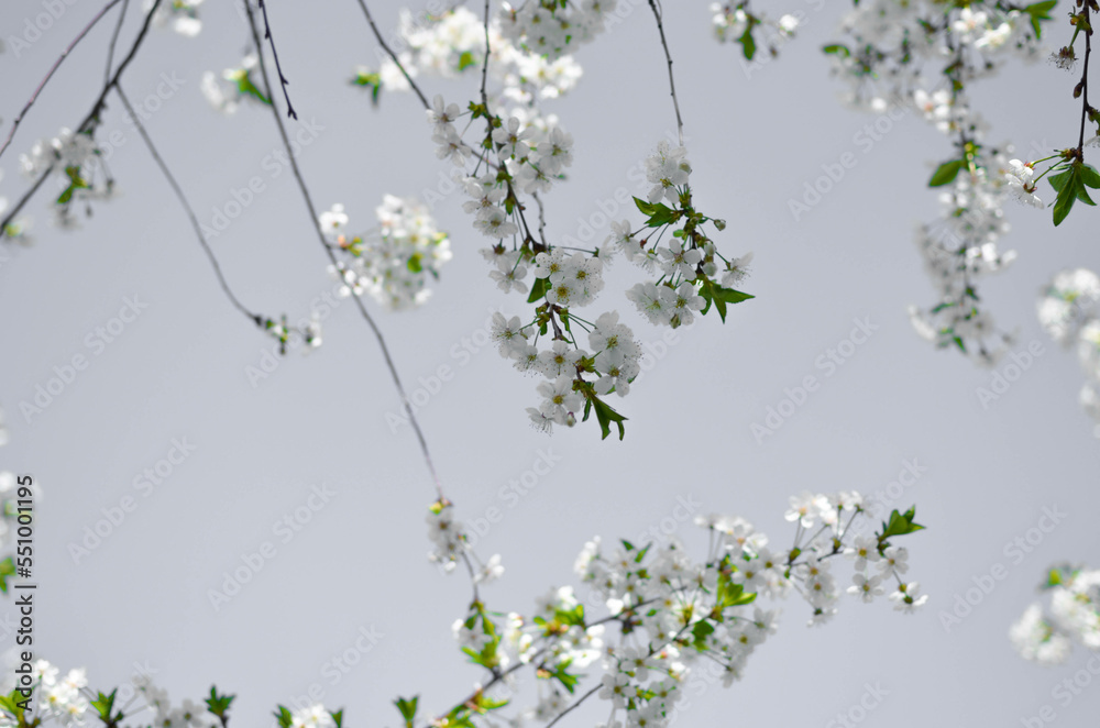 cherry blossoms.cherry blossoms on a gray background.sakura.