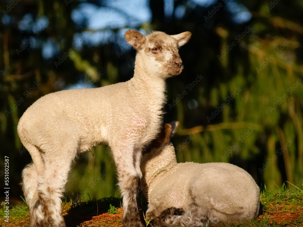 Sun through trees illuminates lambs in shade