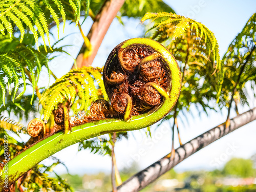 Crown and fronds of New Zealand tree fern photo