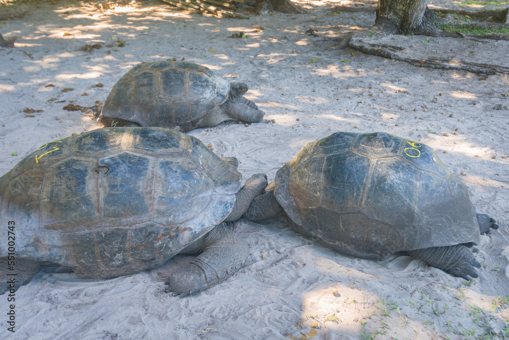 Giant tortoise on the Curieuse Island in Seychelles 