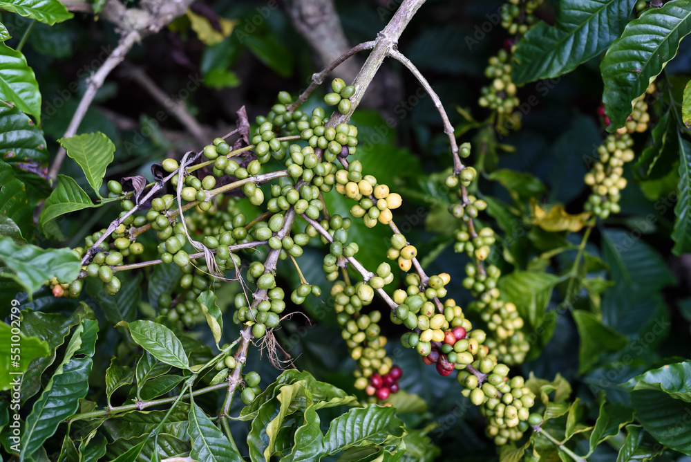 Coffee beans growing in Da Lat Vietnam Coffee beans growing in Da Lat Vietnam