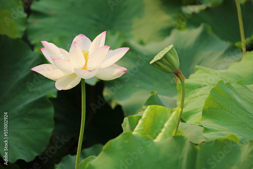 White Lotus flower - Australia