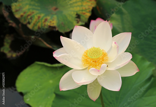 White sacred Lotus - Australia