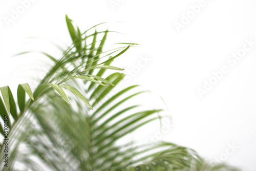 green tropical branch palm leaf with shadow on transparent background png file