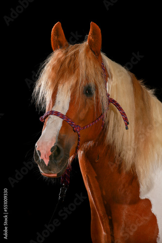 Horse piebald head portraits color against black background with rope halter..