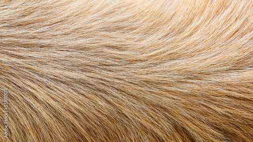 Brown dog fur background texture close-up abstract beautiful