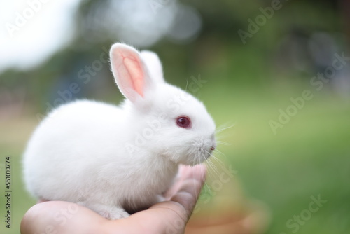 beautiful white rabbit is eating grass in the field.white rabbit in the garden.