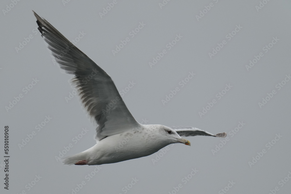 black tailed gull in flight black tailed gull in flight