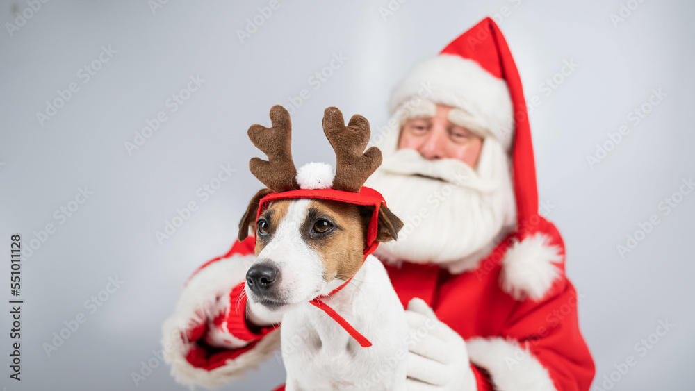 Portrait of santa claus and dog jack russell terrier in rudolf reindeer ears on a white background. Portrait of santa claus and dog jack russell terrier in rudolf reindeer ears on a white background.