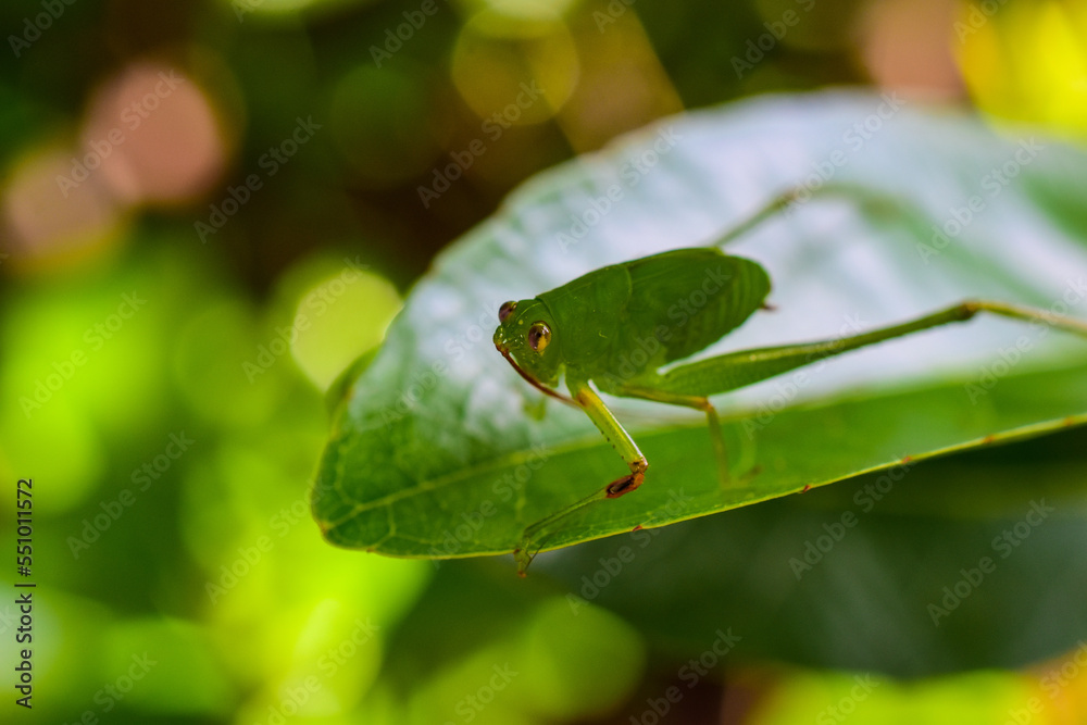 Green grasshopper larva on natural green leaf, blurred background. Green grasshopper larva on natural green leaf, blurred background.