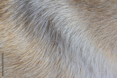 Brown dog hair texture, beautiful pattern, abstract fur background © ประพันธ์ บุญเหมาะ