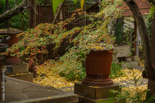 秋の氷川神社の境内の様子