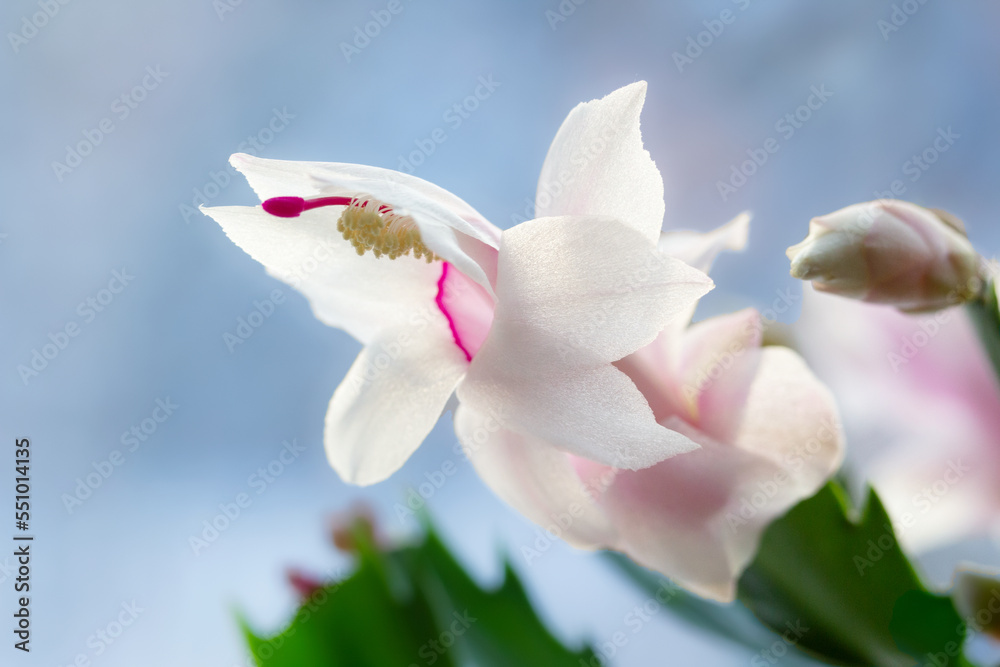 White and pink flower of zygocactus in the window on blue background. White and pink flower of zygocactus in the window on blue background.