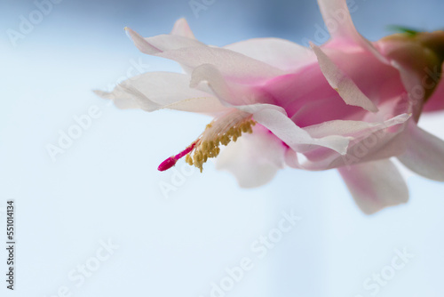 White and pink flower of zygocactus in the window on blue background.