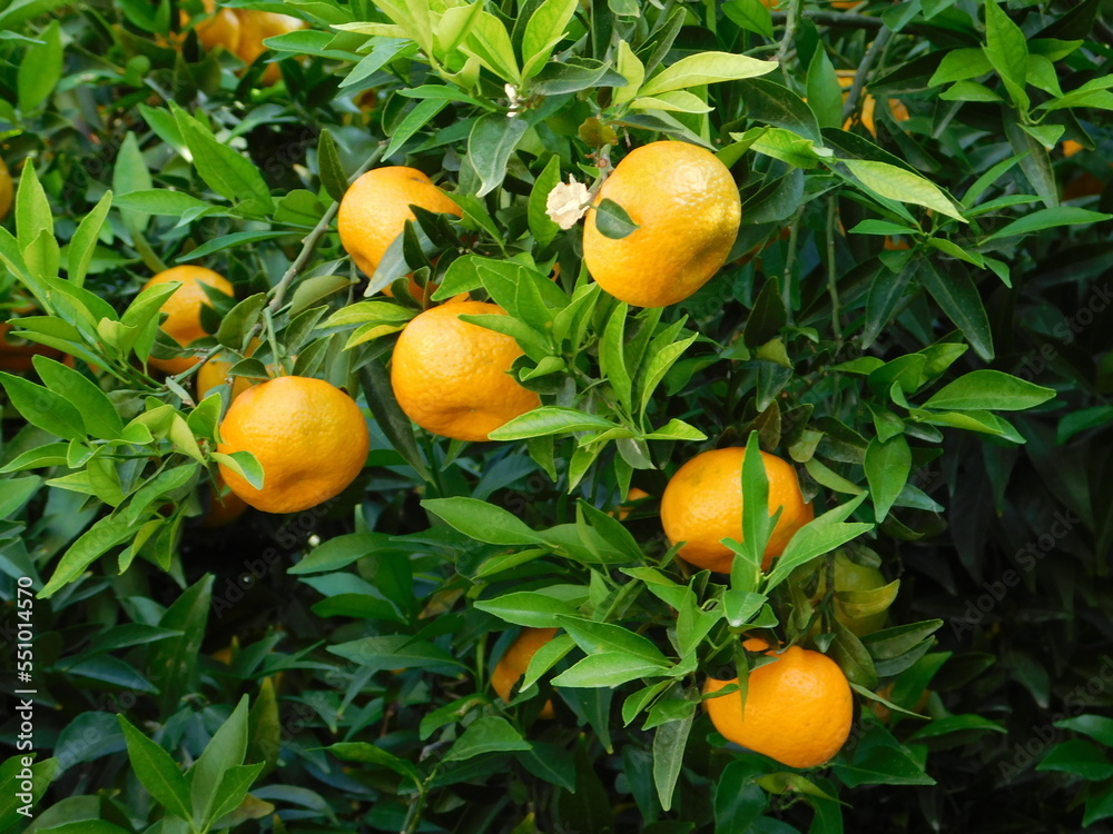 Tangerines, or citrus reticulata fruit on a tree