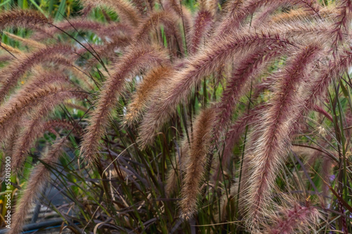 Grass Pennisetum pedicellatum (desho, desho grass)  on the garden bed as background photo