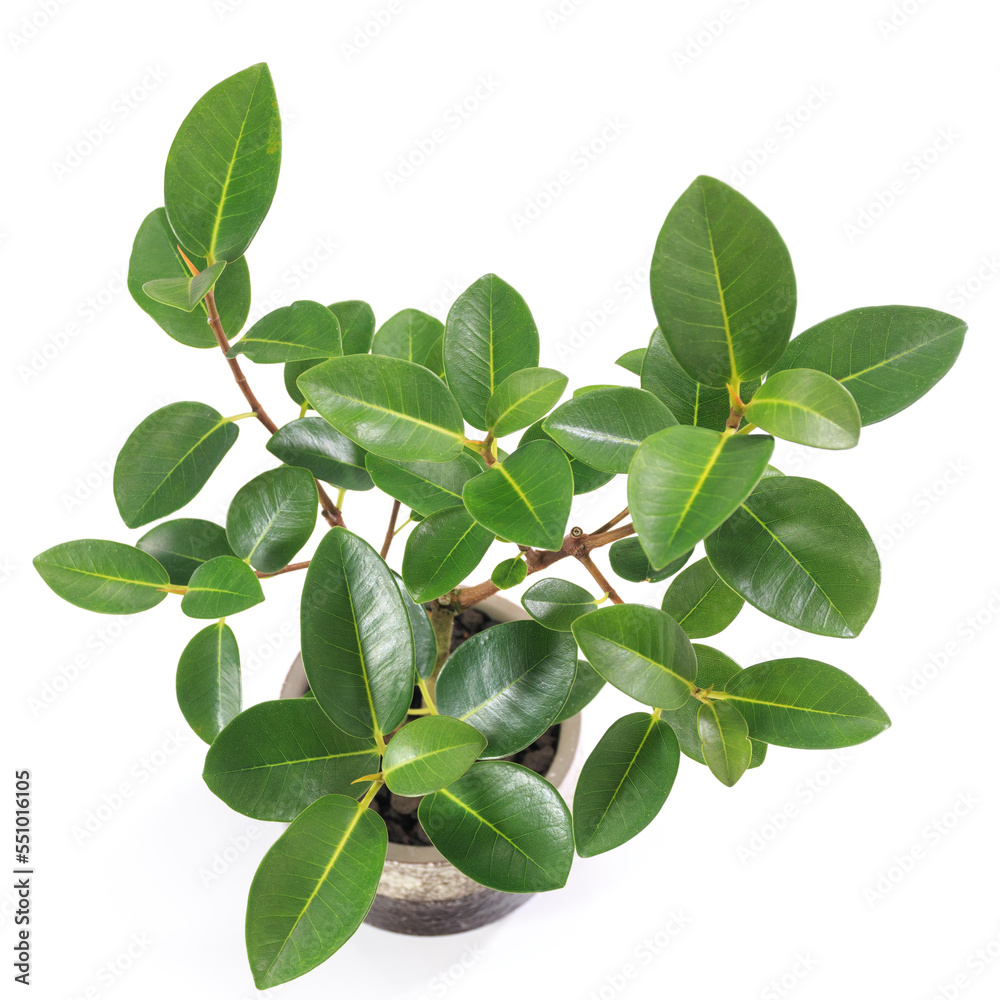 Fototapeta premium 観葉植物、フィカス・ルビギノサ（フランスゴム）の葉【白背景】
