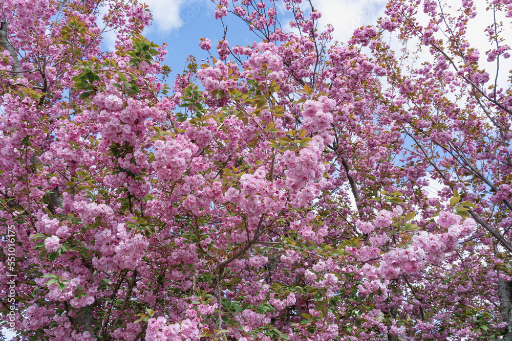 Alley of Redbuds tree with beautiful rose-red buds as a natural backdrop. Wonderful flowers in May in New England