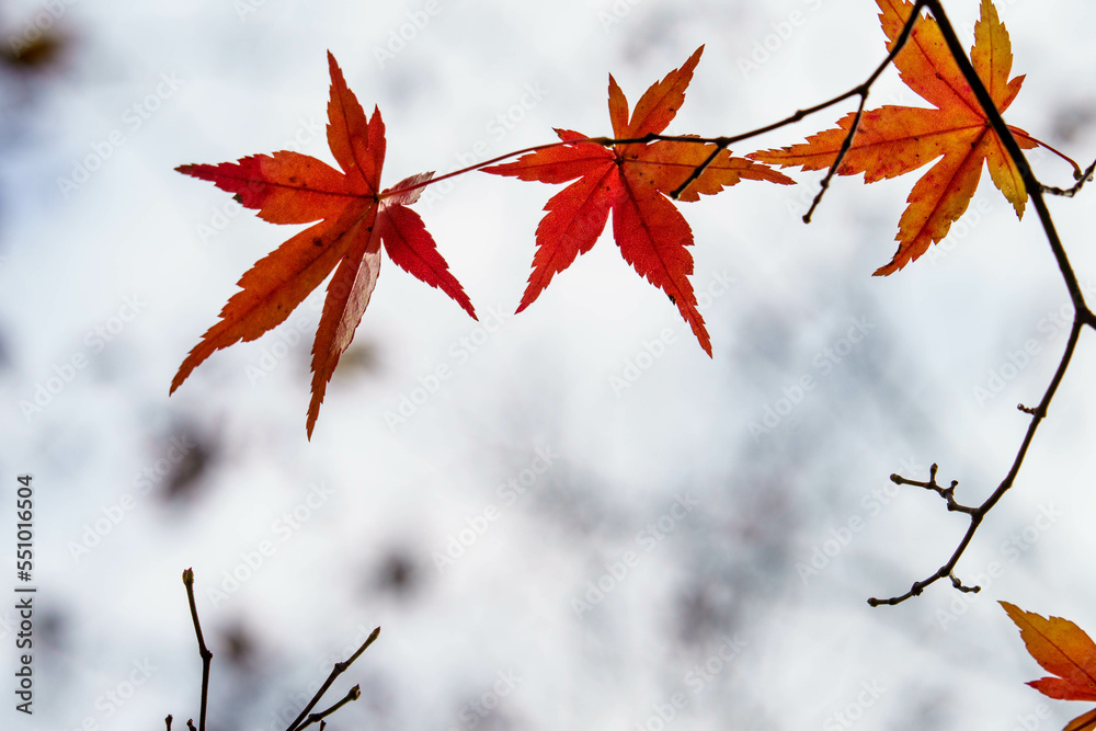 色づいた森の紅葉の葉