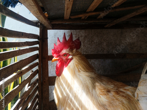 White leghorn chicken rooster in traditional cage. Poultry farming hen.