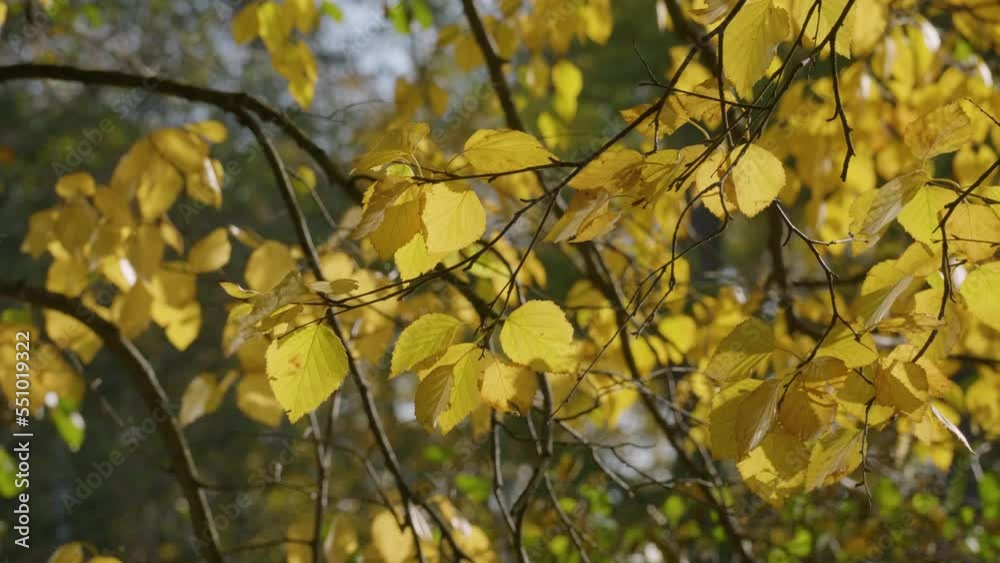 St. Petersburg, Central Park on Elagin Island in autumn. Branches of autumn birchs. St. Petersburg, Central Park on Elagin Island in autumn. Branches of autumn birchs.