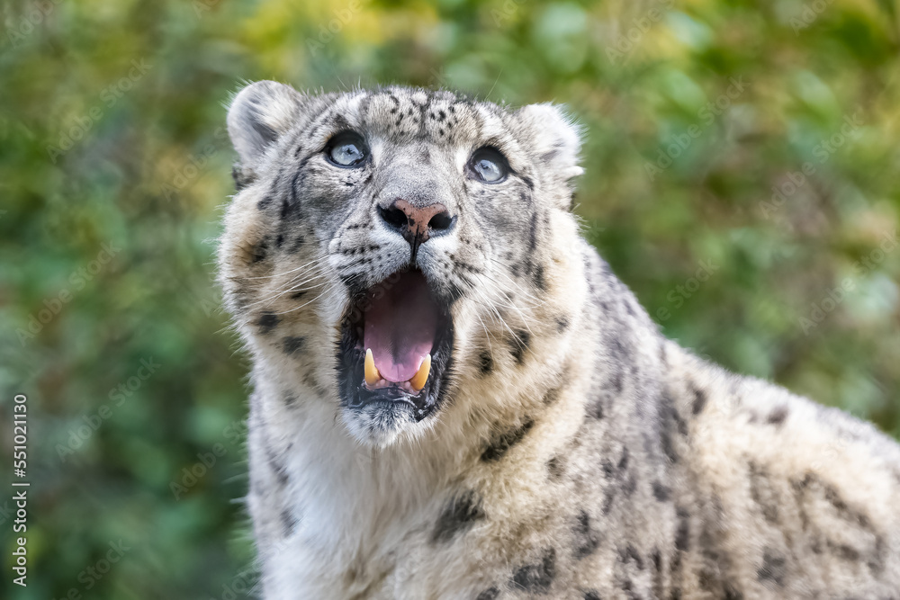 A snow leopard, Panthera uncia, yawning, closeup portrait
A snow leopard, Panthera uncia, yawning, closeup portrait