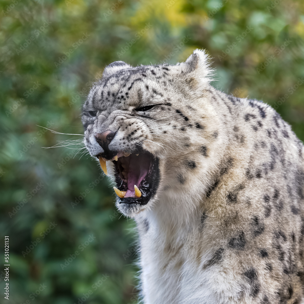 A snow leopard, Panthera uncia, yawning, closeup portrait
A snow leopard, Panthera uncia, yawning, closeup portrait
