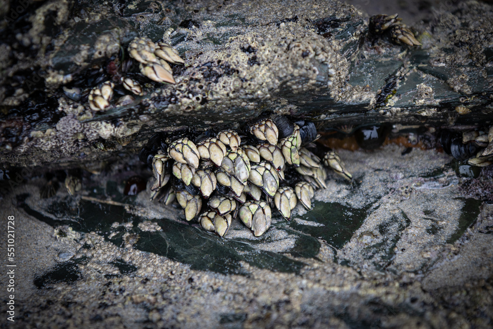 Pollicipes pollicipes (AKA goose neck barnacle, goose barnacle, leaf barnacle, percebe, percebes) Pollicipes pollicipes (AKA goose neck barnacle, goose barnacle, leaf barnacle, percebe, percebes)