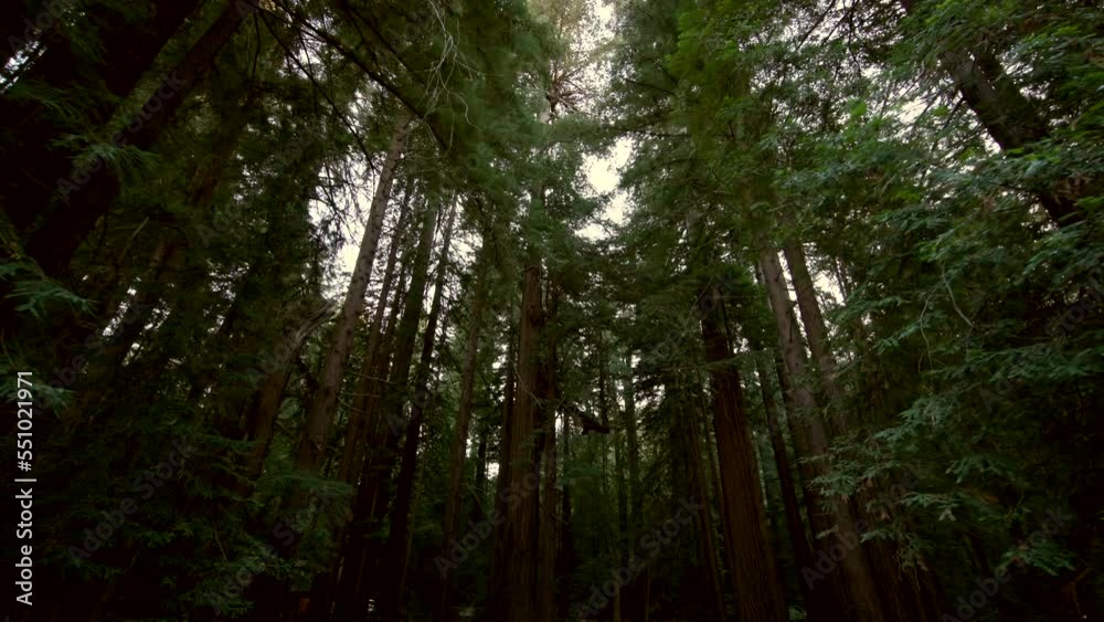 Cinematic scenery with lavish, green trees and observation deck. Mysterious, deep forest with lush foliage around beautiful, national park. High quality 4k footage Cinematic scenery with lavish, green trees and observation deck. Mysterious, deep forest with lush foliage around beautiful, national park. High quality 4k footage