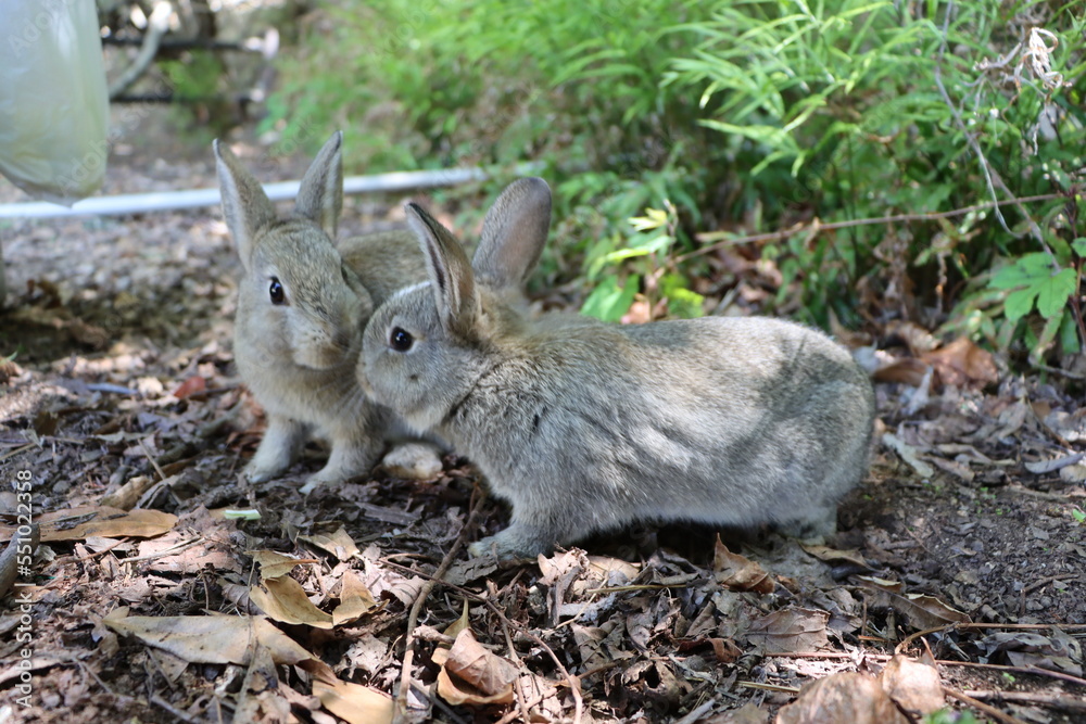 Obraz premium 仲良しうさぎ