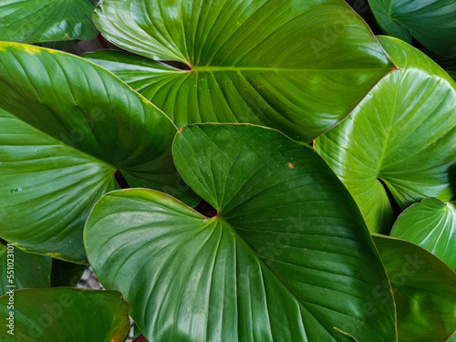Homalomena rubescens tropical leaves. Botanical macro photography. Natural green leaves background.