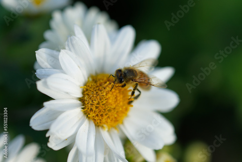 ミツバチ © Star