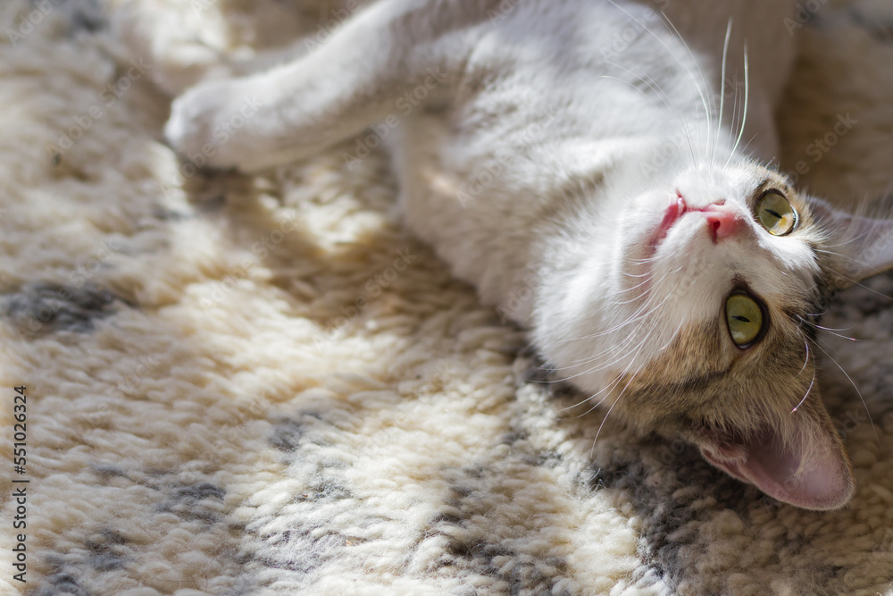 cute white pet kitten cat resting while looking thoughtfully. sunlight has fallen on its face.