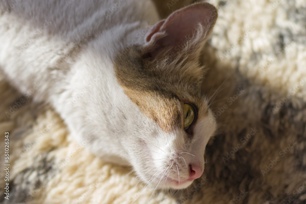 cute white pet kitten cat resting while looking thoughtfully. sunlight has fallen on its face. cute white pet kitten cat resting while looking thoughtfully. sunlight has fallen on its face.