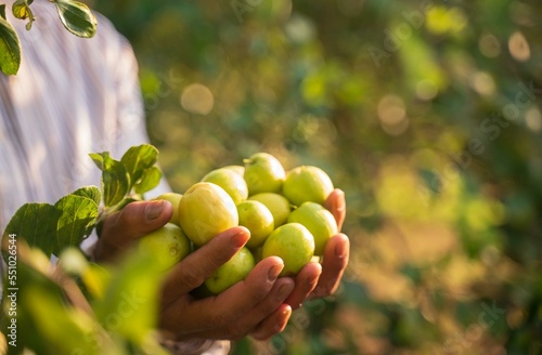 Asian farmers harvesting jujube fruit in an agricultural Jujube farm. Chinese date, monkey Ziziphus,mauritiana apple,prune
