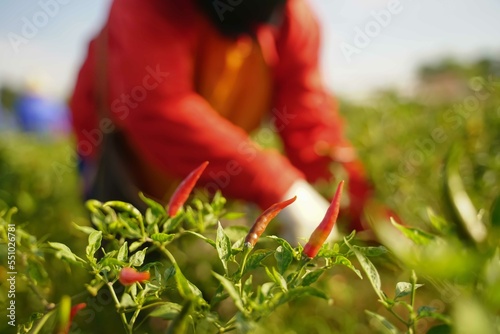 Red chili peppers in the harvest season in an agricultural chili farm. © Attasit