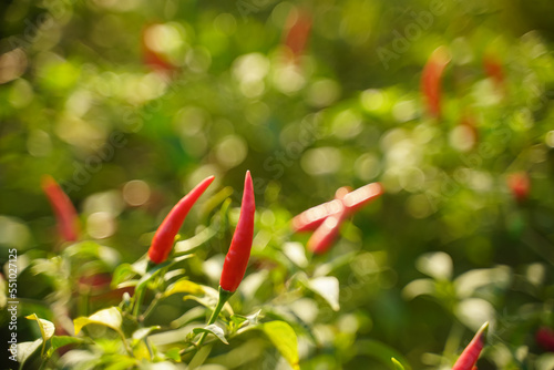 Red chili peppers in the harvest season in an agricultural chili farm.